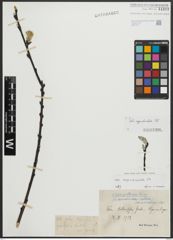 Foto von Salix appendiculata Vill.
